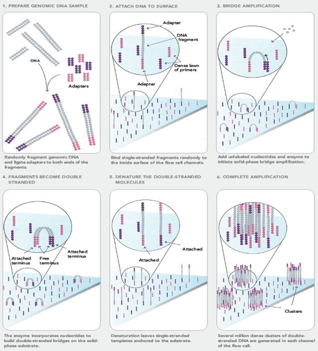 brige pcr