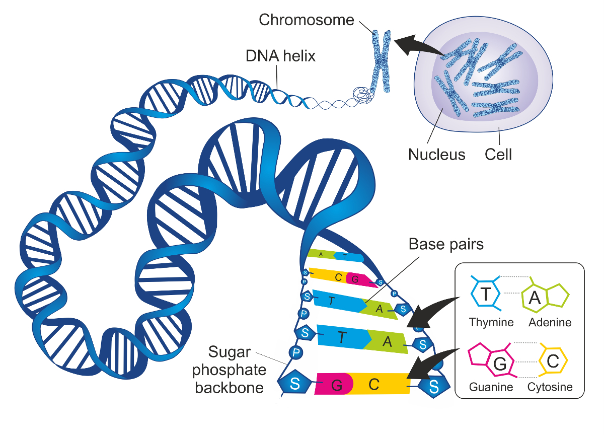 dna