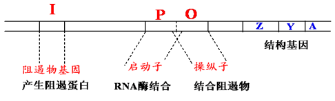 Operon