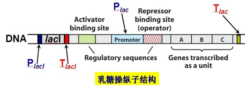 Operon 2