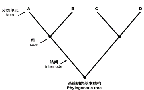 phylogeny