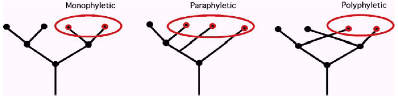 phylogeny2